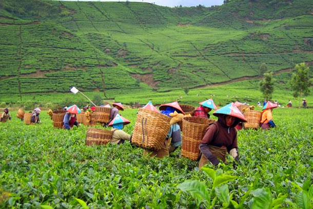 Kebun Teh Sukanagara 3