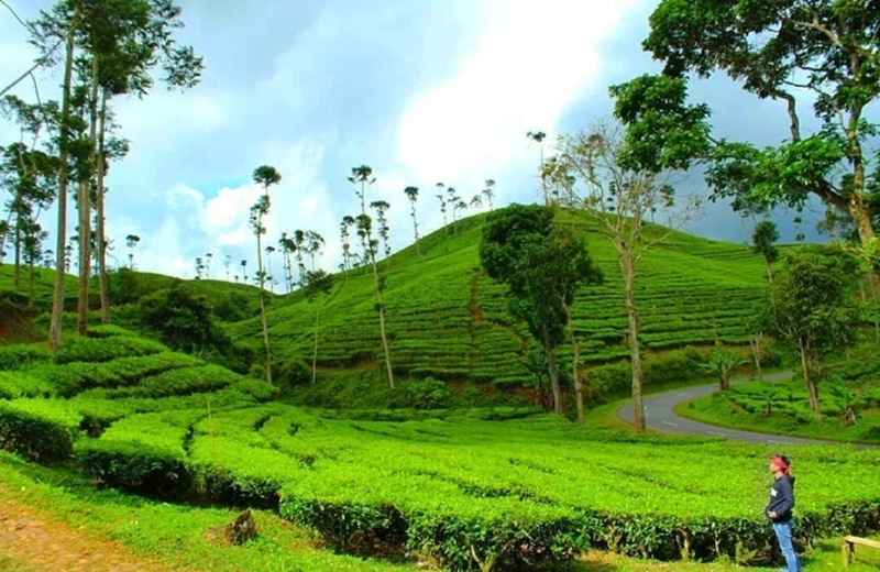 Kebun Teh Sukanagara