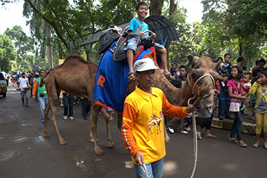 Kebun Binatang Ragunan: Tempat Wisata Menarik untuk Keluarga 5 | Molly Wisata 2025 Menaiki Unta Di Kebun Raya Ragunan