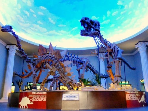 Museum Satwa, Museum Bertaraf Internasional di Malang 3 | Molly Wisata 2025 Museum Satwa