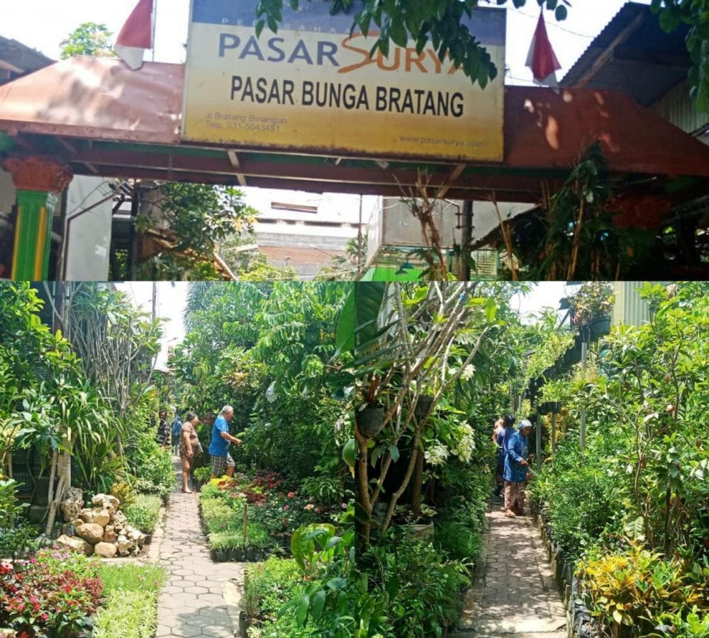 Serunya Wisata Flora dan Fauna ke Pasar Bratang Surabaya 3 | Molly Wisata 2025 Pasar Bunga Bratang Surabaya