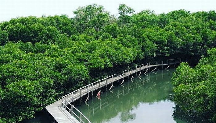 Hutan Mangrove Bali Denpasar