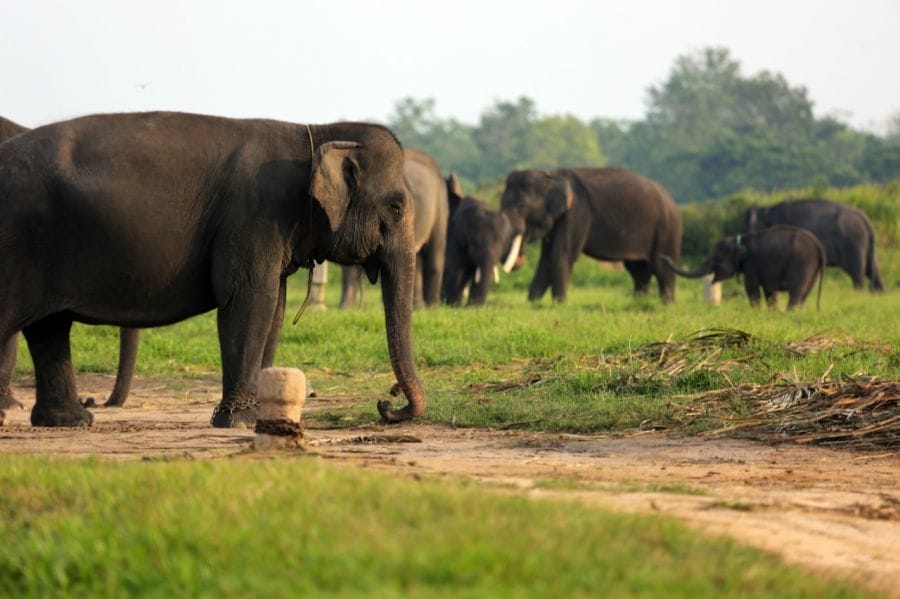 Taman Nasional Way Kambas