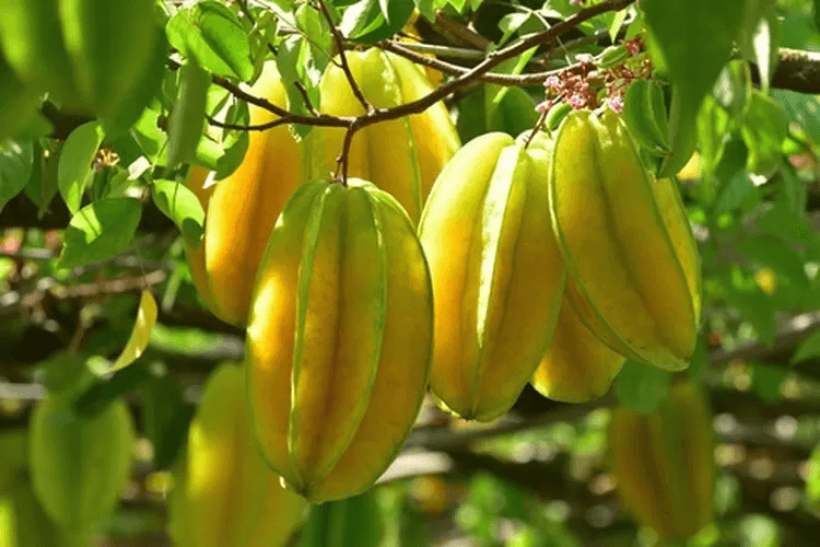 Rekomendasi Tempat Wisata Di Depok Yang Lagi Hits Dikunjungi 7 | Molly Wisata 2025 Agrowisata Belimbing Dewa