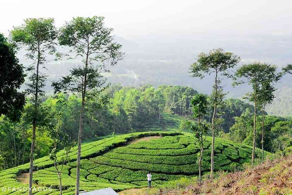 Tempat Wisata di Ngawi Ini Paling Cocok Untuk Liburan 4 | Molly Wisata 2025 Agrowisata Kebun Teh Jamus