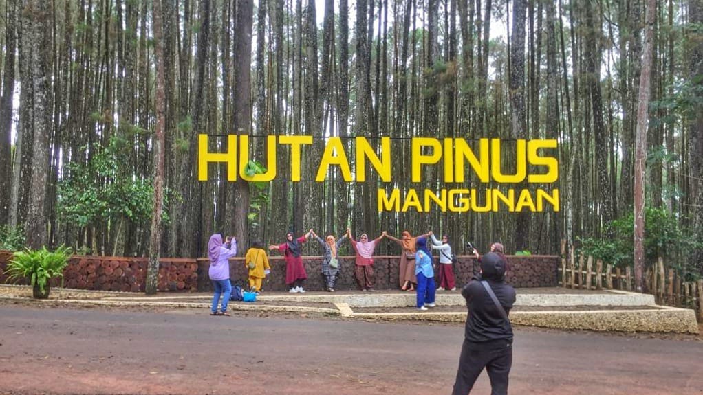 Aktivitas Menarik Di Hutan Pinus Mangunan Bantul