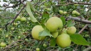 Oleh-Oleh Khas Malang Kekinian dan Terkenal 2 | Molly Wisata 2025 Apel Malang