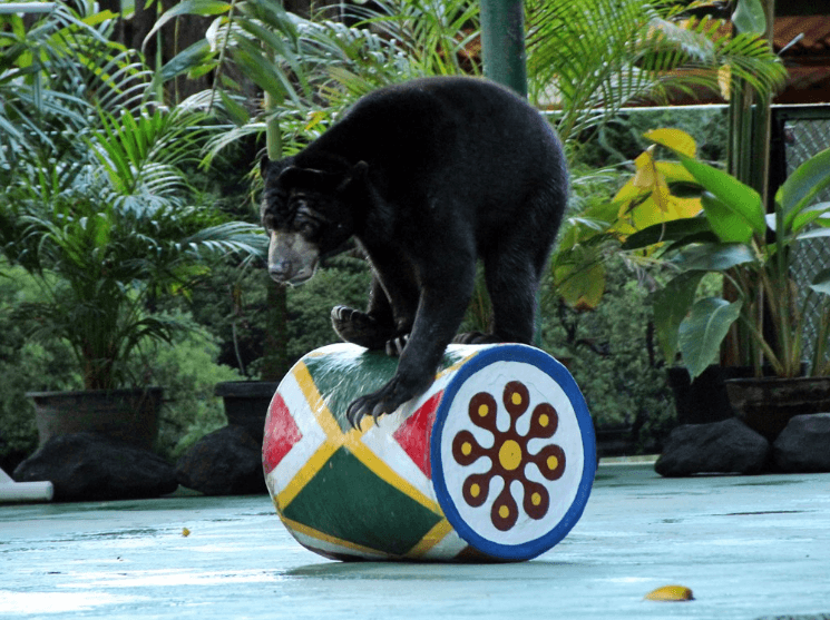 Atraksi Satwa Gembira Loka Zoo Yogyakarta
