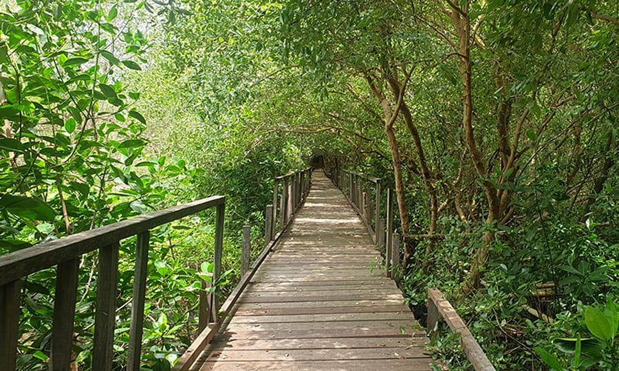 Banyuurip Mangrove Center Ujung pangkah