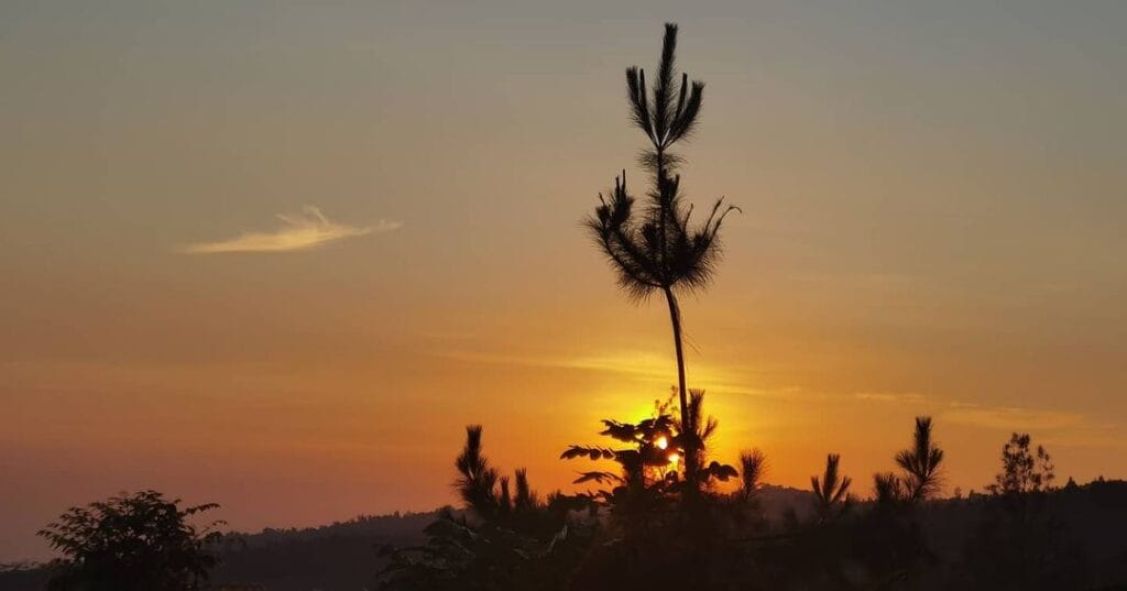 Tempat Wisata Di Pasuruan yang Bisa Bikin Betah 7 | Molly Wisata 2025 Bromo Forest Area