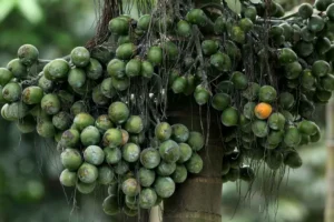 Buah Khas Nusa Tenggara Timur