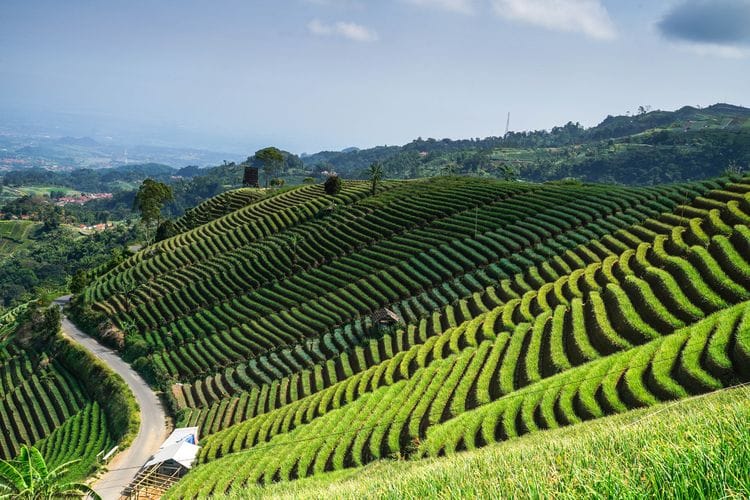 Tempat Wisata di Majalengka Keren Dan Edukatif 10 | Molly Wisata 2025 Bukit Panyaweuyan Argapura