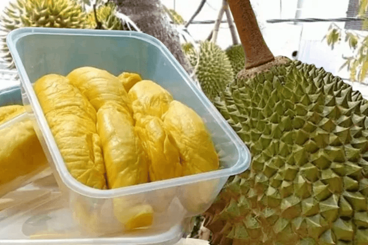 Durian Sinapeul