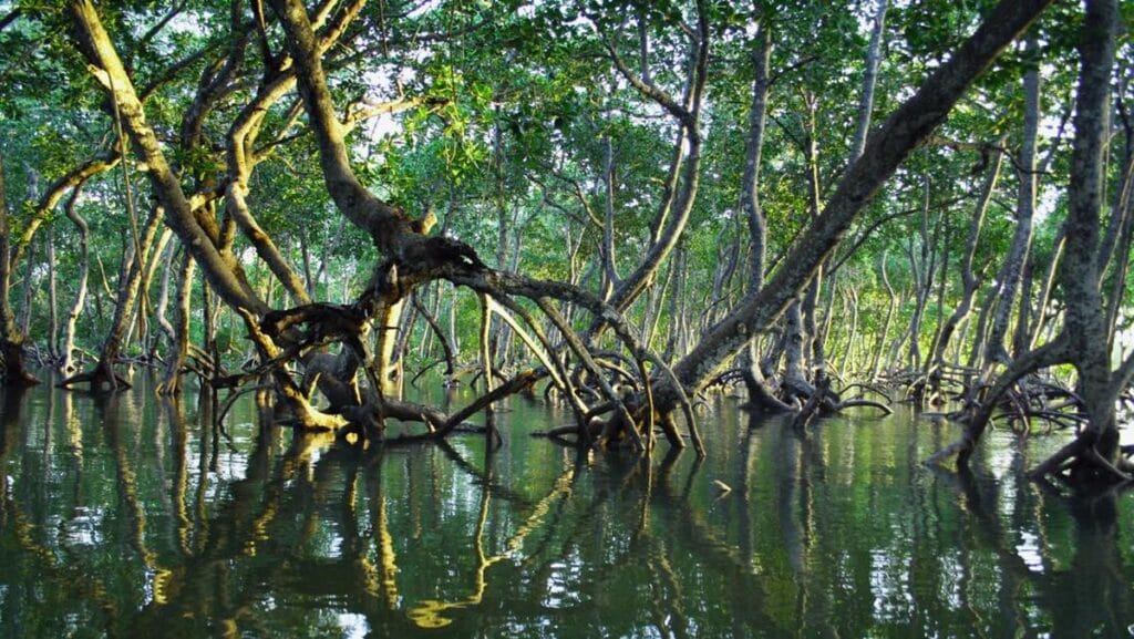 Hutan Bakau (Mangrove) Nusa Lembongan