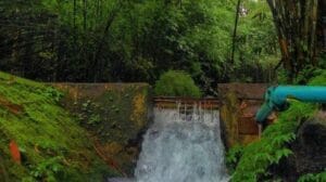 Hutan Bambu Sumbermujur