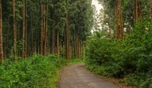 Hutan Damaran Burno