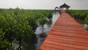 Hutan Mangrove Jembatan Merah