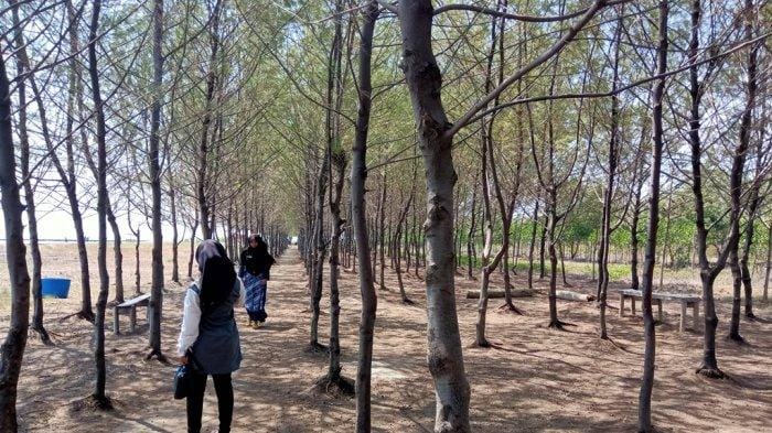 Hutan Mangrove Karangsong
