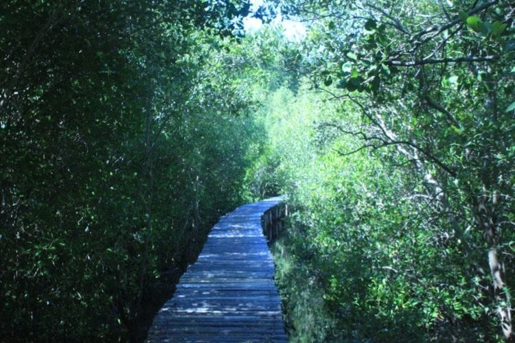 Hutan Mangrove Magepanda