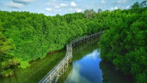 Hutan Mangrove Pemalang