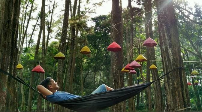 Hutan Pinus Bondowoso
