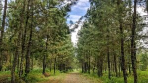 Hutan Pinus Bukit Suwondo