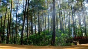 Tempat Wisata Di Purworejo Kota Kecil yang Damai 7 | Molly Wisata 2025 Hutan Pinus Kalilo