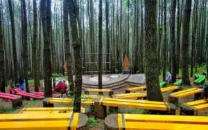 Hutan Pinus Kayon