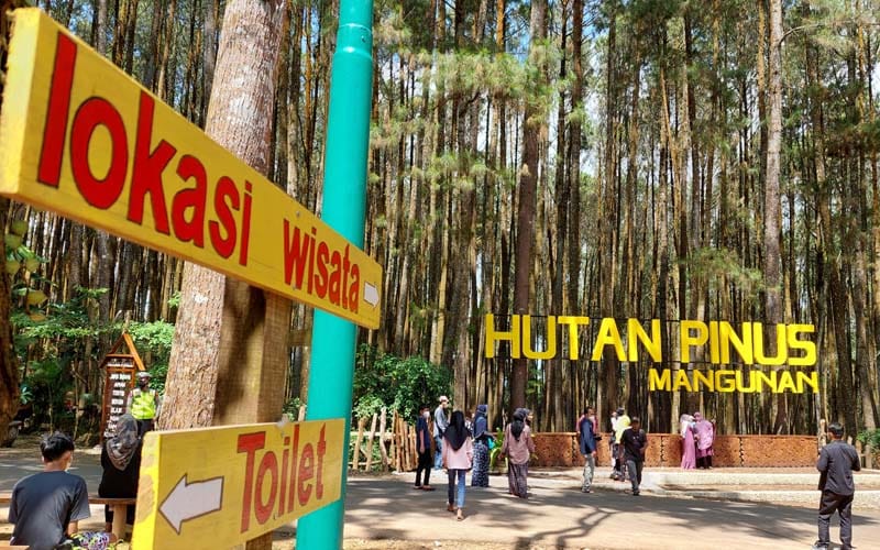Hutan Pinus Mangunan Dlingo Jogja