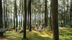 Tempat Wisata di Kendal Jawa Tengah Terbaru 16 | Molly Wisata 2025 Hutan Pinus Nglimut