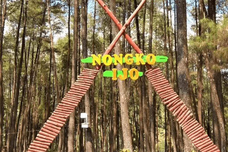 Hutan Pinus Nongko Ijo Kare