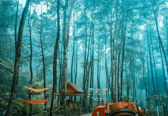 Tempat Wisata di Ngawi Ini Paling Cocok Untuk Liburan 13 | Molly Wisata 2025 Hutan Pinus Suwono