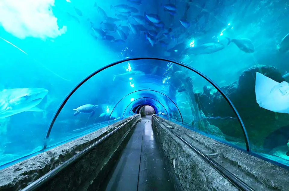 Jakarta Aquarium di Neo Soho Mall Jakarta Barat dengan koleksi ikan langka dan pertunjukan akuatik interaktif