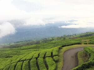 Tempat Wisata di Sumatera Paling Recomended 9 | Molly Wisata 2025 Kawasan Wisata Gunung Dempo