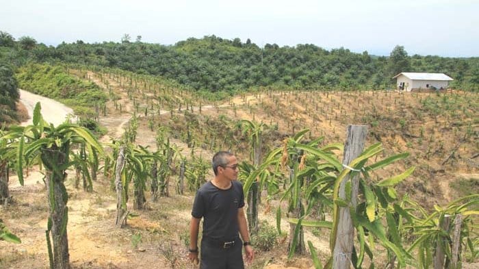Kebun Buah Naga Longkib