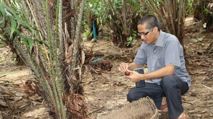 Kebun Buah Salak Subusallam