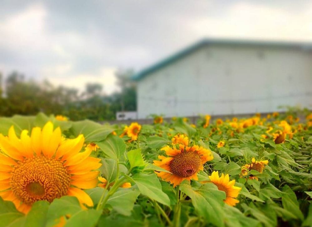 Kebun Bunga Matahari