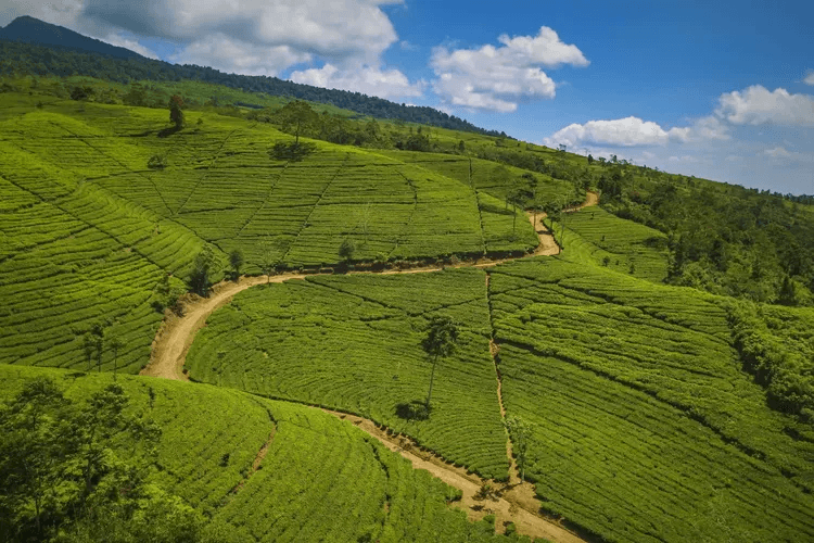 Tempat Wisata di Subang Paling Wajib Dikunjungi 11 | Molly Wisata 2025 Kebun Teh Ciater