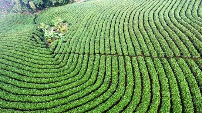 Kebun Teh Cikuya