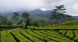 Kebun Teh Kali Gua