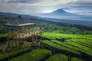 Kebun Teh Kertowono