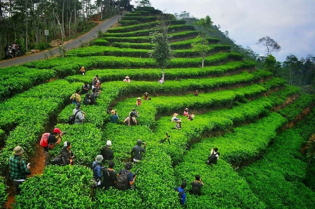 Kebun Teh Nglinggo Jogja