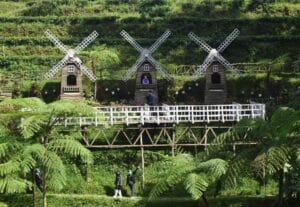 Kebun Teh Pagilaran