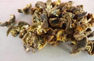 Oleh-oleh Khas Kediri yang Populer Wajib Dibawa Pulang! 5 | Molly Wisata 2025 Keripik Bekicot Khas Kediri