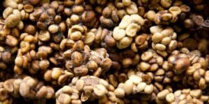 Oleh-Oleh Khas Lampung yang Terkenal dan Wajib Dibawa Pulang! 9 | Molly Wisata 2025 Kopi Hewan Luwak