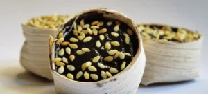 Kue Jubung Gresik