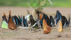 Kupu kupu Bantimurung | Molly Wisata 2025