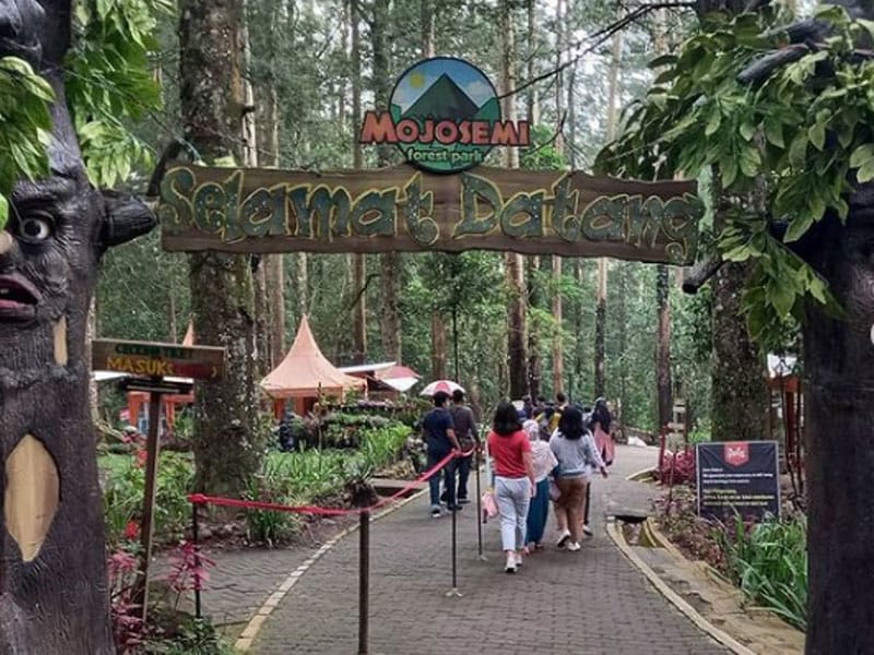 Tempat Wisata di Magetan, Keindahan Kota Kaki Gunung 17 | Molly Wisata 2025 Mojosemi Forest Park