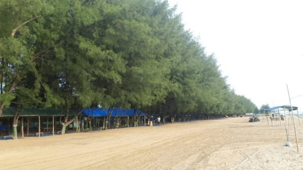 Pantai Cemara Tuban