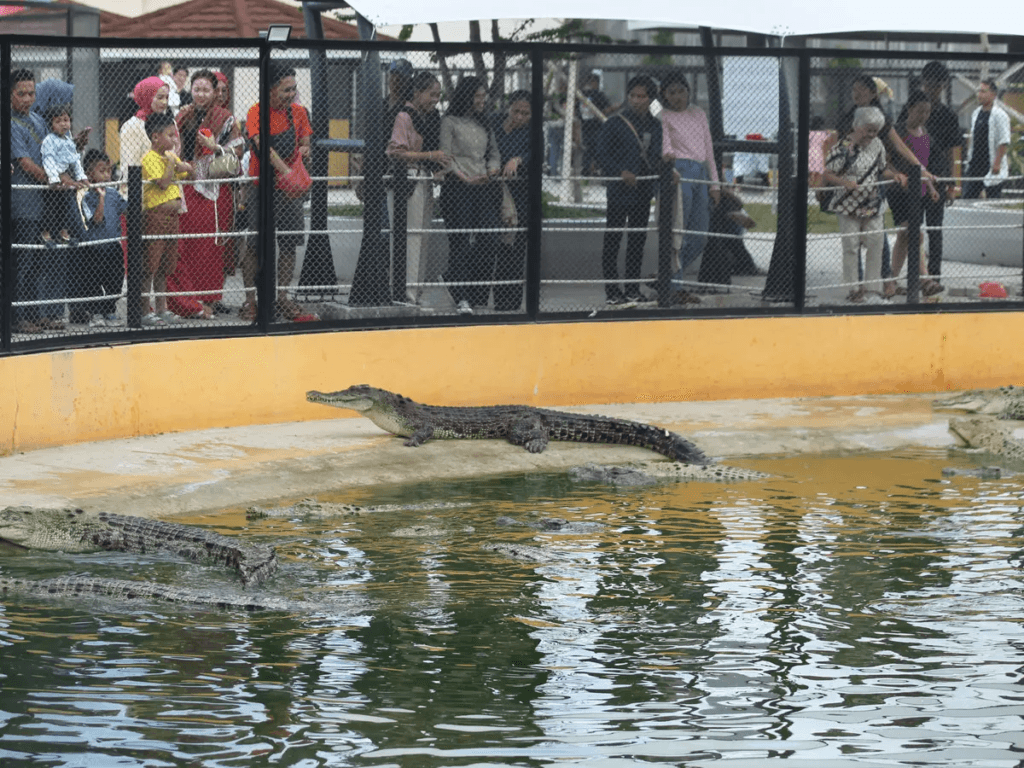 Tempat Wisata Di Sumatera Utara Terbaru & Terhits 19 | Molly Wisata 2025 Penangkaran Buaya Asam Kumbang Medan
